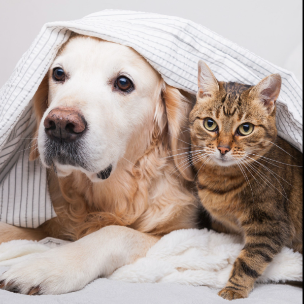 Cat & Dog Classification