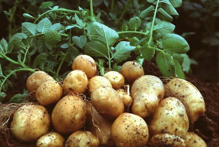 Potato Leaf Disease Classification